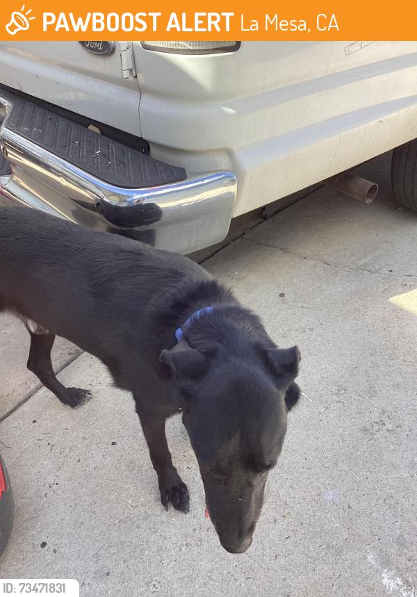 Found/Stray Male Dog last seen Park, La Mesa, CA 91942