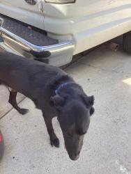 Found/Stray Male Dog last seen Park, La Mesa, CA 91942