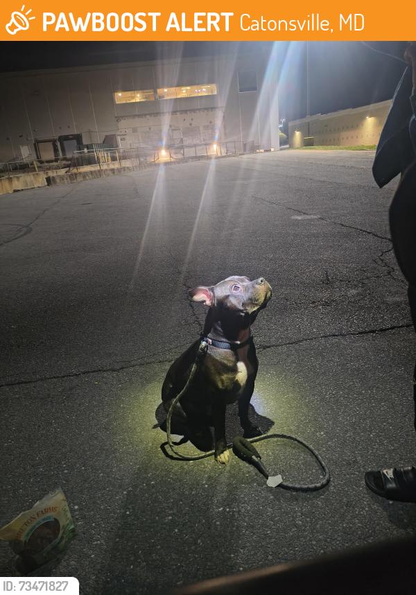 Found/Stray Male Dog last seen Baltimore national Pike and ingleside road, Catonsville, MD 21228