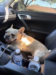Found/Stray Male Dog last seen Armstrong Park, Duncanville, TX 75116
