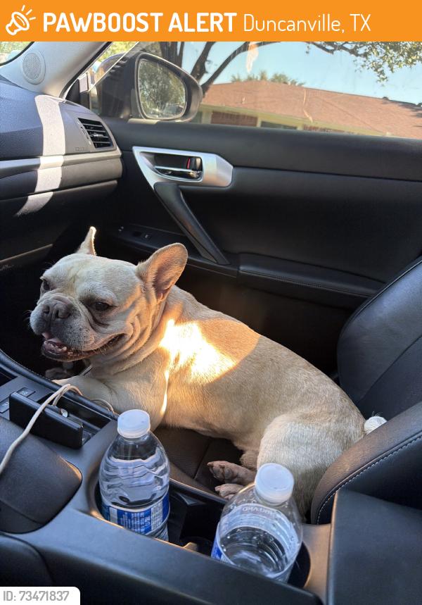 Found/Stray Male Dog last seen Armstrong Park, Duncanville, TX 75116