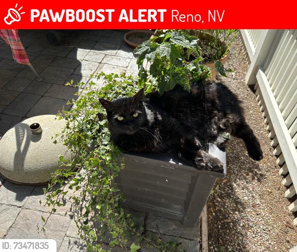 Lost Female Cat last seen Belsera Ct, Reno, NV 89519