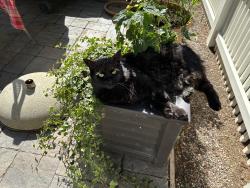 Lost Female Cat last seen Belsera Ct, Reno, NV 89519