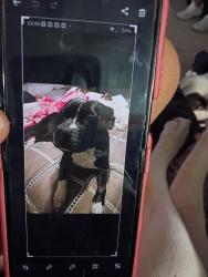 Lost Female Dog last seen Chickasha travel stop, Pauls Valley, OK 73075