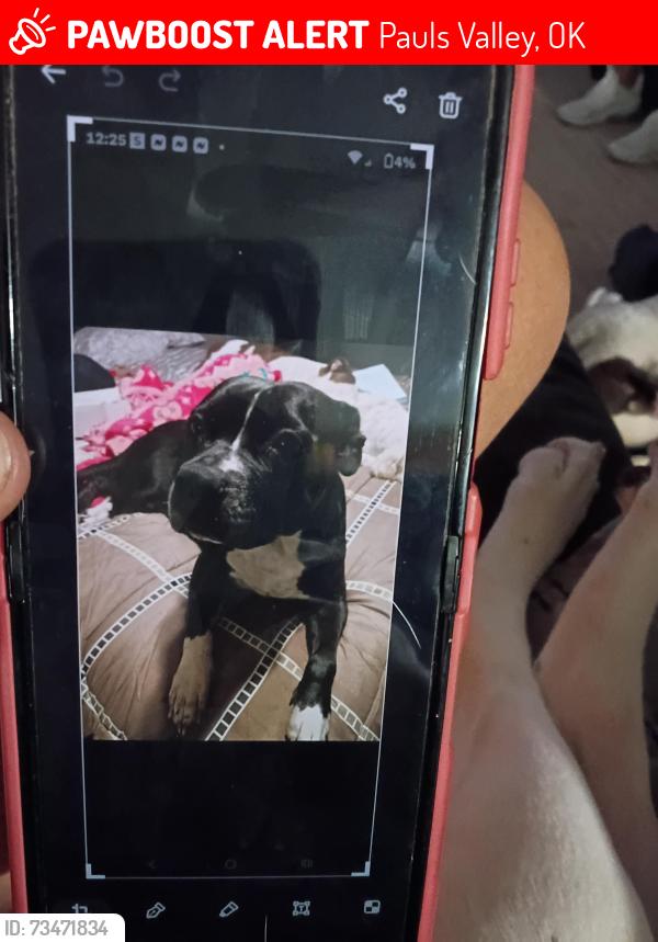 Lost Female Dog last seen Chickasha travel stop, Pauls Valley, OK 73075