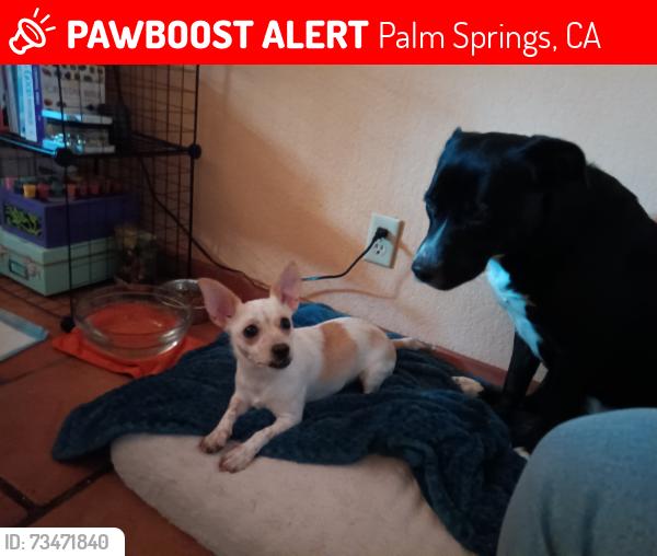 Lost Female Dog last seen Lawrence Crossley and Cree Road, Palm Springs, CA 92264