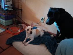 Lost Female Dog last seen Lawrence Crossley and Cree Road, Palm Springs, CA 92264