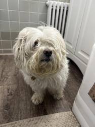 Reunited Male Dog last seen Flushing near Northern Blvd, Queens, NY 11358