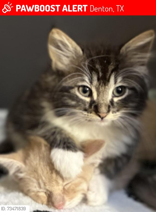Lost Female Cat last seen Lakeview Lane, Denton, TX 76208