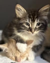 Lost Female Cat last seen Lakeview Lane, Denton, TX 76208