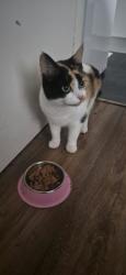 Reunited Female Cat last seen John silkin lane, Greater London, England SE8 5BE