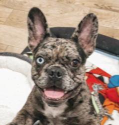 Found/Stray Female Dog last seen Near W Villaret Blvd, San Antonio, San Antonio, TX 78224