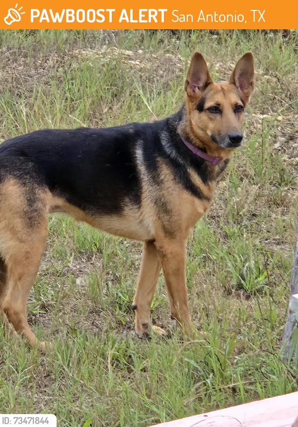 Found/Stray Unknown Dog last seen Hwy 16 and Palo Alto, San Antonio, TX 78073