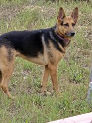 Found/Stray Unknown Dog last seen Hwy 16 and Palo Alto, San Antonio, TX 78073