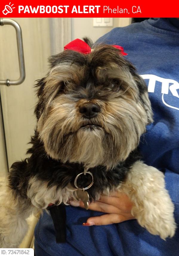 Lost Female Dog last seen Seen on baldy mesa rd and Phelan rd., Phelan, CA 92371