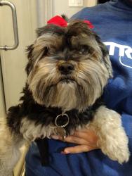Lost Female Dog last seen Seen on baldy mesa rd and Phelan rd., Phelan, CA 92371