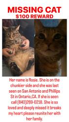 Lost Female Cat last seen Phillips St, and San Antonio St. Ontario CA, Ontario, CA 91762