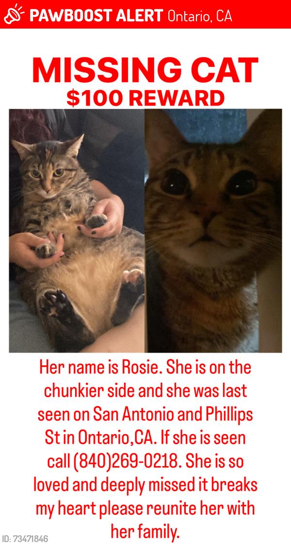 Lost Female Cat last seen Phillips St, and San Antonio St. Ontario CA, Ontario, CA 91762