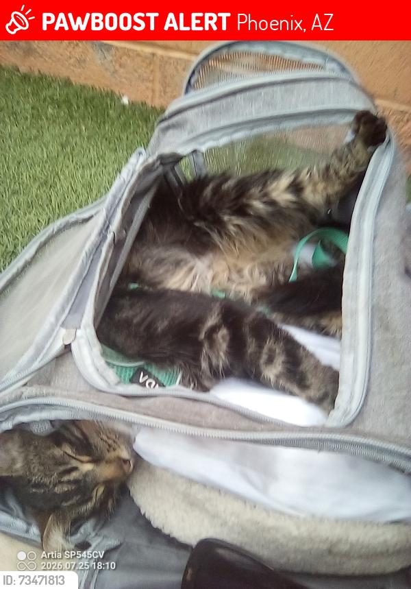 Lost Female Cat last seen van Buren and 7th st, Phoenix, AZ 85043