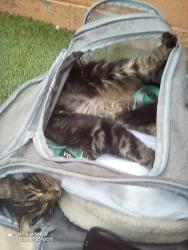 Lost Female Cat last seen van Buren and 7th st, Phoenix, AZ 85043