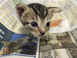Shelter Stray Female Cat last seen MANSON LN, 2020 Forest St, Jacksonville, FL 32204, USA
