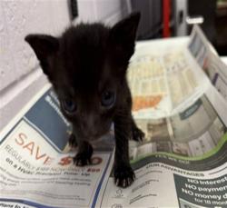 Shelter Stray Female Cat last seen MANSON LN, 2020 Forest St, Jacksonville, FL 32204, USA