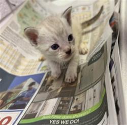 Shelter Stray Male Cat last seen MANSON LN, 2020 Forest St, Jacksonville, FL 32204, USA