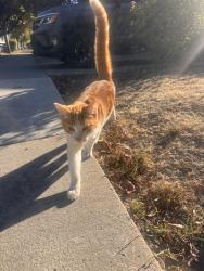 Found/Stray Unknown Cat last seen See her in Villa Ave, San Jose, CA 95126
