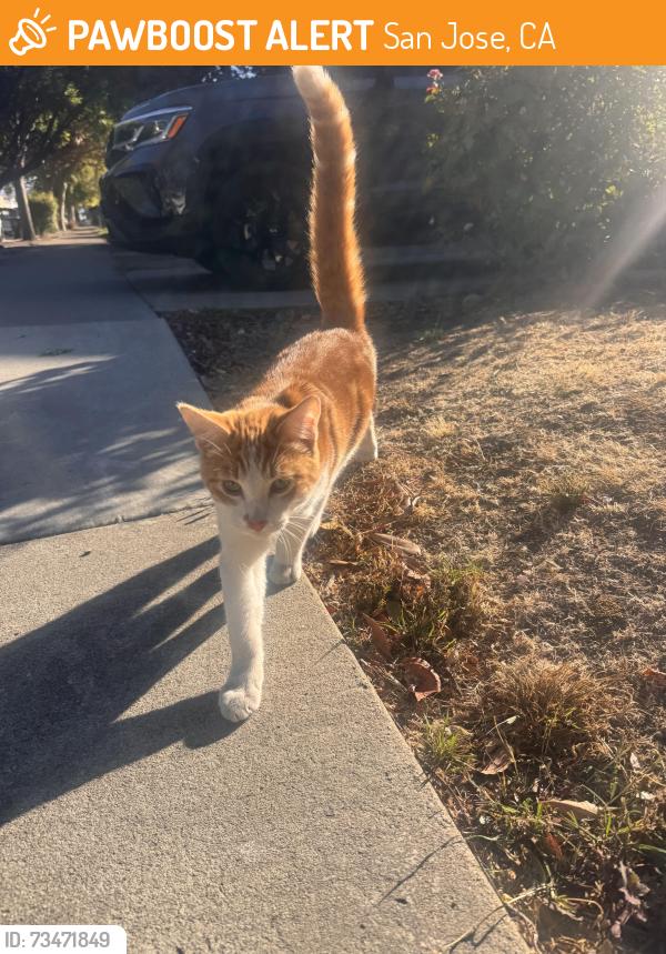Found/Stray Unknown Cat last seen See her in Villa Ave, San Jose, CA 95126
