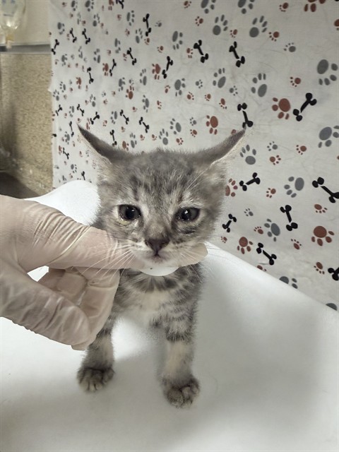 Shelter Stray Female Cat last seen Near BLOCK COLLETT AVE, RIVERSIDE CA 92505, 6851 Van Buren Boulevard, Jurupa Valley, CA 92509, USA
