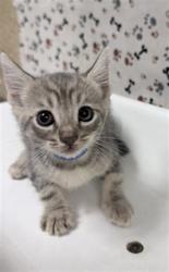 Shelter Stray Male Cat last seen Near BLOCK COLLETT AVE, RIVERSIDE CA 92505, 6851 Van Buren Boulevard, Jurupa Valley, CA 92509, USA