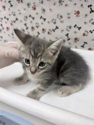 Shelter Stray Male Cat last seen Near BLOCK COLLETT AVE, RIVERSIDE CA 92505, 6851 Van Buren Boulevard, Jurupa Valley, CA 92509, USA