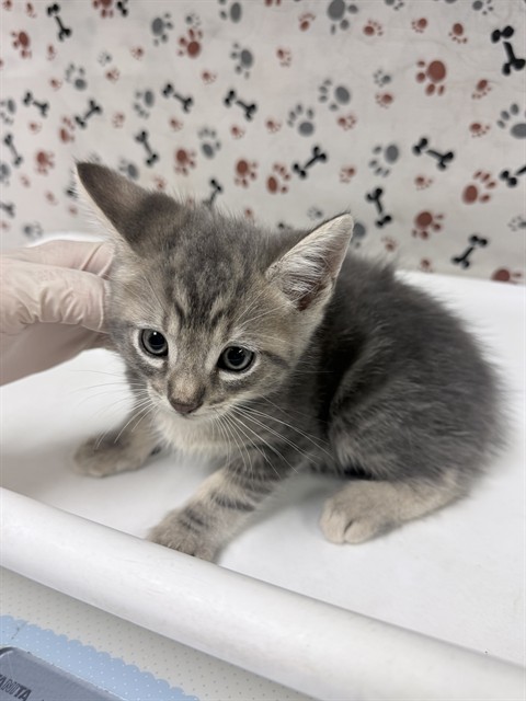 Shelter Stray Male Cat last seen Near BLOCK COLLETT AVE, RIVERSIDE CA 92505, 6851 Van Buren Boulevard, Jurupa Valley, CA 92509, USA