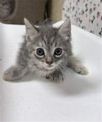 Shelter Stray Female Cat last seen Near BLOCK COLLETT AVE, RIVERSIDE CA 92505, 6851 Van Buren Boulevard, Jurupa Valley, CA 92509, USA