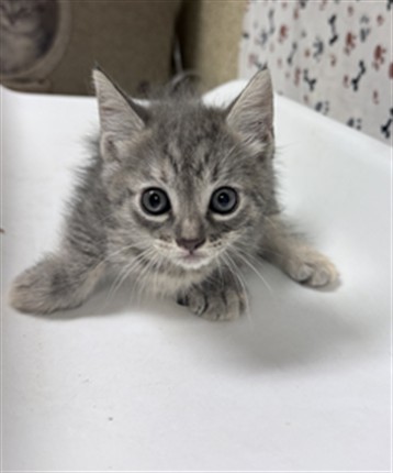 Shelter Stray Female Cat last seen Near BLOCK COLLETT AVE, RIVERSIDE CA 92505, 6851 Van Buren Boulevard, Jurupa Valley, CA 92509, USA