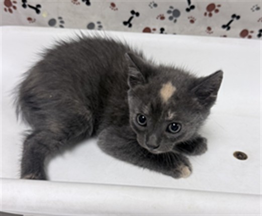 Shelter Stray Female Cat last seen Near BLOCK COLLETT AVE, RIVERSIDE CA 92505, 6851 Van Buren Boulevard, Jurupa Valley, CA 92509, USA