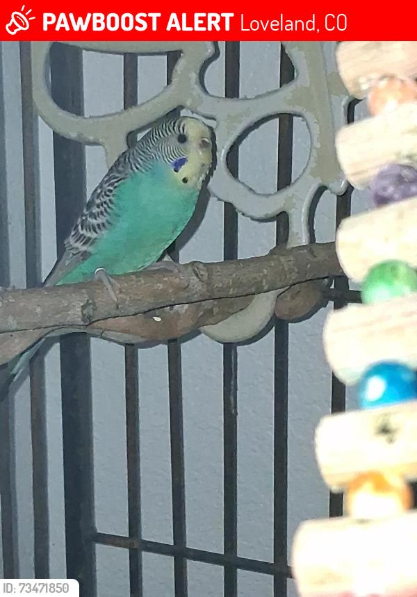 Lost Female Bird last seen Cripple creek dr, off 43rd and taft, Loveland, CO 80538