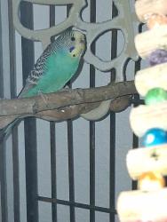 Lost Female Bird last seen Cripple creek dr, off 43rd and taft, Loveland, CO 80538