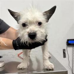 Shelter Stray Male Dog last seen Near BLOCK N BLACKSTONE AVE FRESNO CA, 5277 E Airways Blvd, Fresno, CA 93727, USA