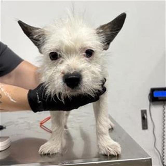 Shelter Stray Male Dog last seen Near BLOCK N BLACKSTONE AVE FRESNO CA, 5277 E Airways Blvd, Fresno, CA 93727, USA
