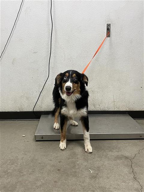 Shelter Stray Female Dog last seen Near BLOCK N FRESNO ST FRESNO 93710, 5277 E Airways Blvd, Fresno, CA 93727, USA