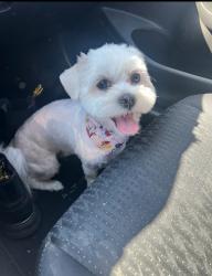 Reunited Female Dog last seen Lamb blvd and manor green, Las Vegas, NV 89110