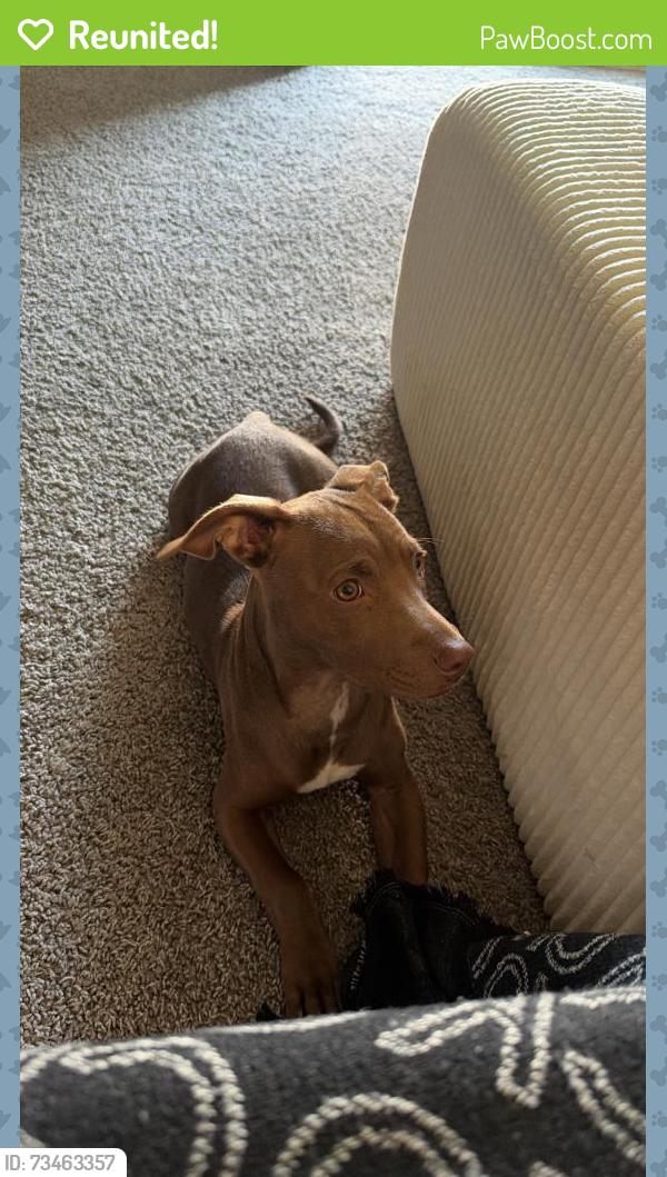 Reunited Male Dog last seen Near w cheyenne av, North Las Vegas, NV 89030