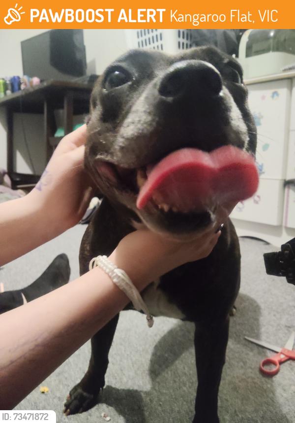 Found/Stray Female Dog last seen Lansell plaza, Kangaroo Flat, VIC 3555