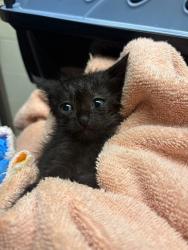 Shelter Stray Male Cat last seen BARR LAKE STATE PARK, 12155 Park Blvd, Brighton, CO 80601, USA