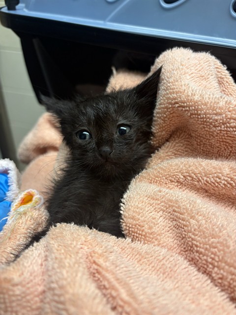Shelter Stray Male Cat last seen BARR LAKE STATE PARK, 12155 Park Blvd, Brighton, CO 80601, USA