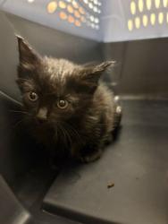 Shelter Stray Female Cat last seen BARR LAKE STATE PARK, 12155 Park Blvd, Brighton, CO 80601, USA