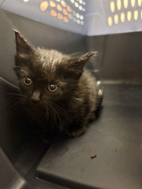 Shelter Stray Female Cat last seen BARR LAKE STATE PARK, 12155 Park Blvd, Brighton, CO 80601, USA