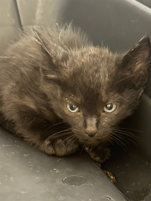 Shelter Stray Male Cat last seen BARR LAKE STATE PARK, 12155 Park Blvd, Brighton, CO 80601, USA