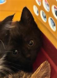 Shelter Stray Female Cat last seen BARR LAKE STATE PARK, 12155 Park Blvd, Brighton, CO 80601, USA
